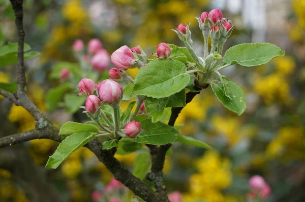 Rose Apple Blommor Textur Som Fin Naturlig Bakgrund — Stockfoto
