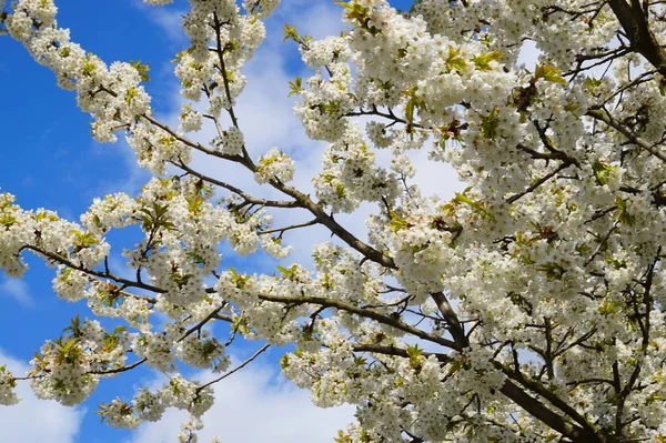 Witte Apple Bloemen Textuur Als Mooie Natuurlijke Achtergrond — Stockfoto