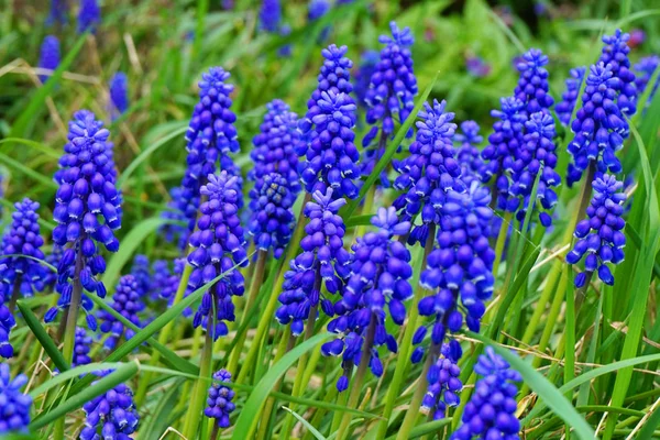 Druif Hyacint Plant Als Mooie Natuurlijke Achtergrond — Stockfoto