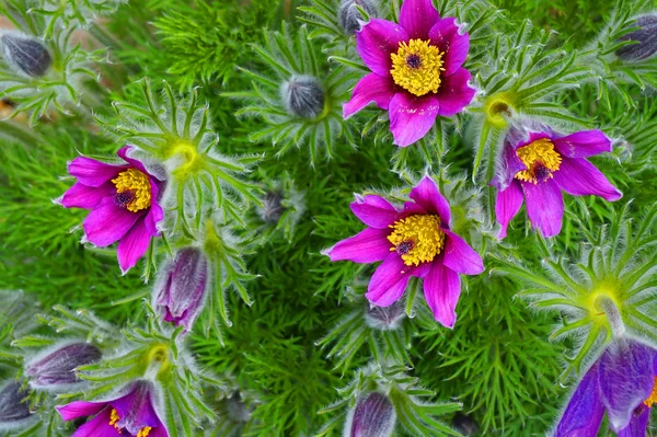 Pasqueflower Nagyon Szép Kora Tavaszi Virág — Stock Fotó