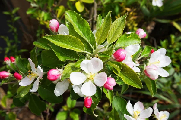 Rose Pomme Fleurs Texture Comme Beau Fond Naturel — Photo