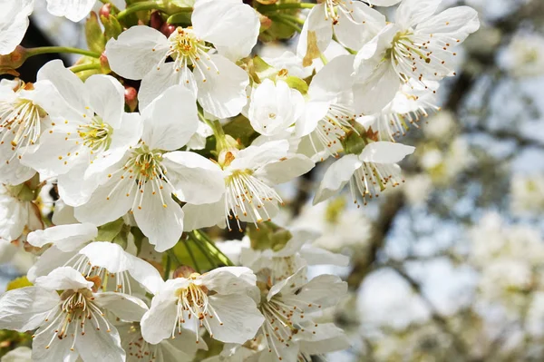 Μήλο Λευκό Λουλούδια Υφή Ωραίο Φυσικό Φόντο — Φωτογραφία Αρχείου