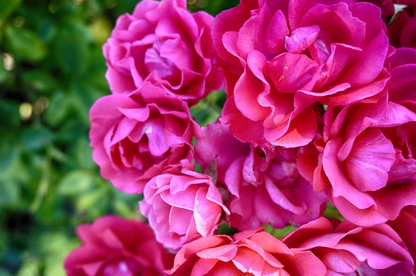 素敵な自然の背景にピンクのバラの花 — ストック写真