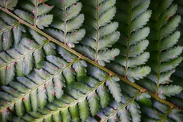 Зеленый Папоротник Растительной Текстуры Хороший Естественный Фон — стоковое фото