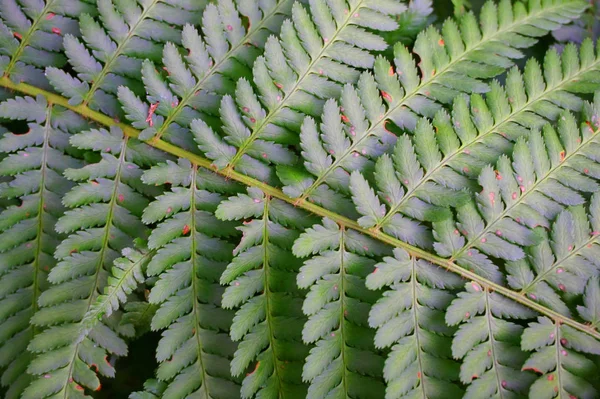 非常に素敵な自然の背景として緑のシダ植物のテクスチャ — ストック写真