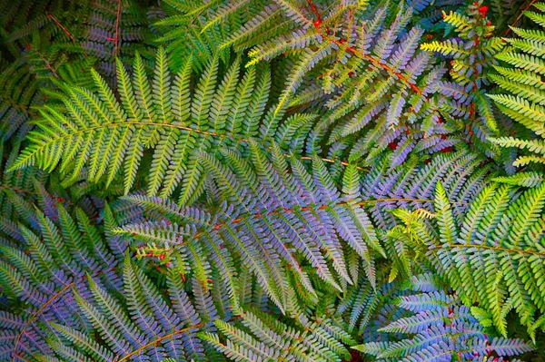 Samambaia Verde Textura Planta Como Fundo Natural Muito Agradável — Fotografia de Stock