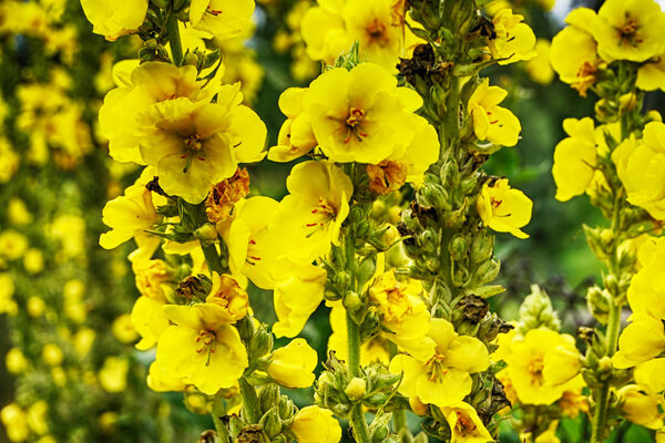 mullein plant with yellow flowers as nice background