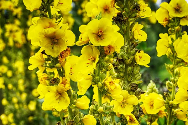 Mullein Plant Yellow Flowers Nice Background — Stock Photo, Image