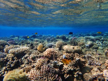 renk doğa ile Mısır'daki mercan     