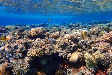 renk doğa ile Mısır'daki mercan     