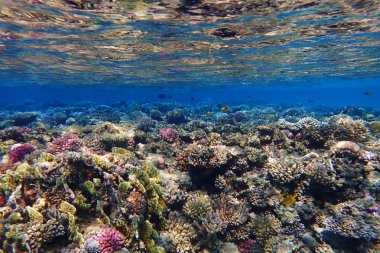renk doğa ile Mısır'daki mercan     