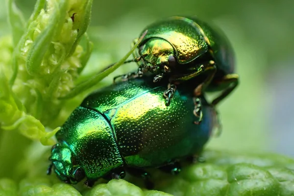 新鮮な草の小さな緑のカブトムシ — ストック写真