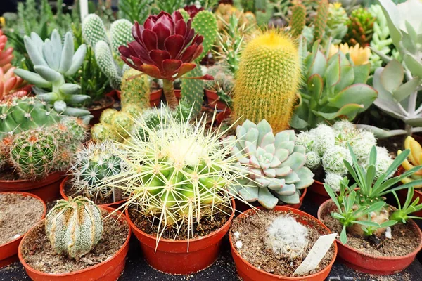 Skupina Různých Kaktusů Jako Velmi Pěkné Pozadí — Stock fotografie
