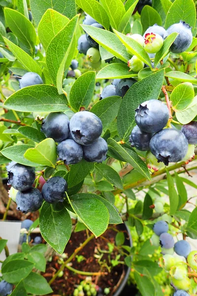 Blueberry Plant Texture Nice Natural Background — Stock Photo, Image