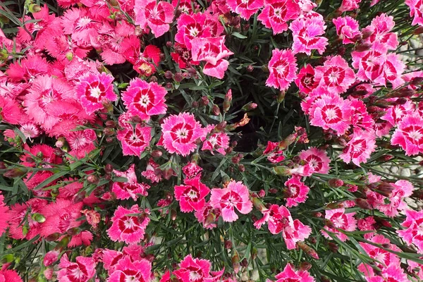 Blumen Verschiedenen Farben Als Sehr Schöner Hintergrund — Stockfoto