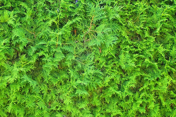 Molto Bello Struttura Albero Verde Come Sfondo Bello — Foto Stock