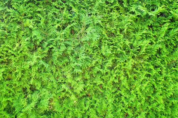 非常漂亮的绿色树纹理作为良好的背景 — 图库照片