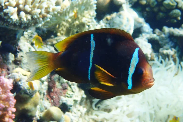 clownfish from egypt as beautiful orange fish