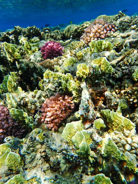 Коралловый Риф Египте Цветной Природой — стоковое фото