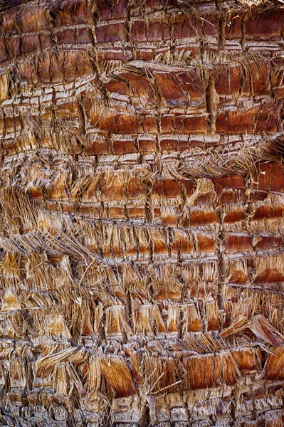 Palm Tree Trunk Texture Very Nice Background — Stock Photo, Image