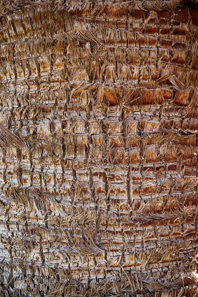 Palmeira Tronco Textura Como Fundo Muito Agradável — Fotografia de Stock