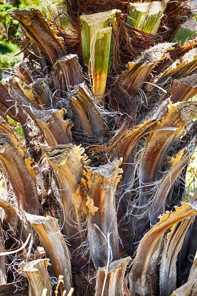 Palmboom Stam Textuur Als Zeer Mooie Achtergrond — Stockfoto