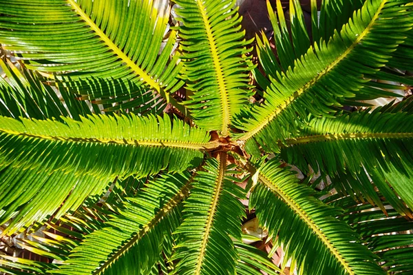 Hojas Palmera Como Fondo Natural Muy Agradable — Foto de Stock