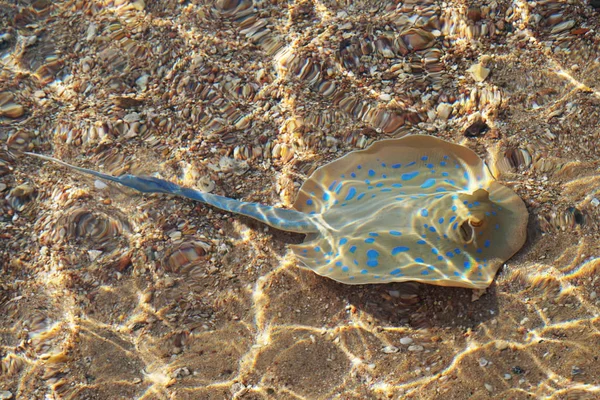 Kleine Arten Von Stachelrochen Strandnähe — Stockfoto