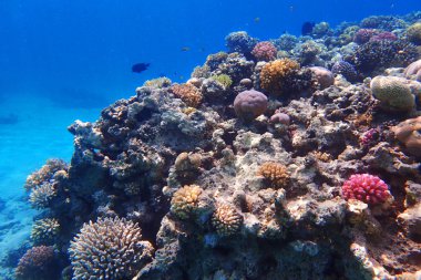 renk doğa ile Mısır'daki mercan     