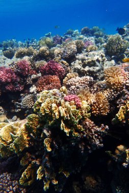 renk doğa ile Mısır'daki mercan     