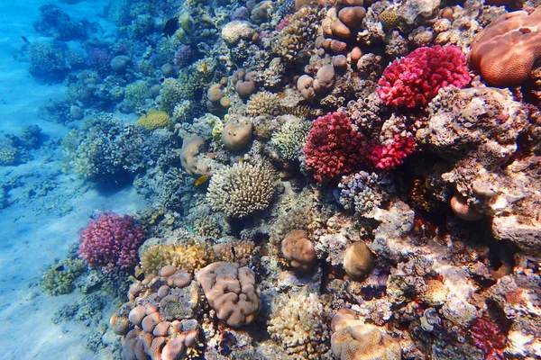 Coral Reef Egypt Color Nature — Stock Photo, Image