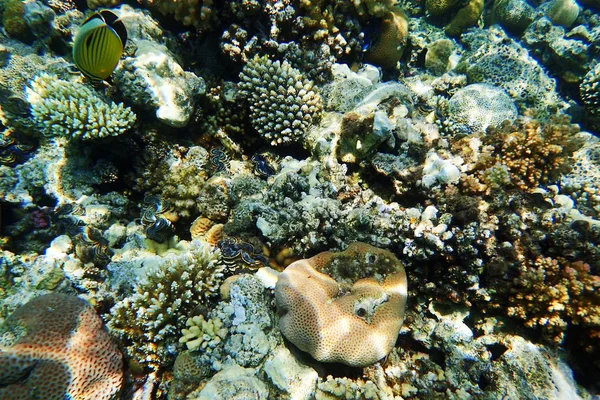 Barriera Corallina Egitto Con Natura Colore — Foto Stock