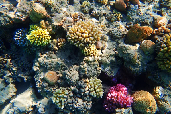 Rafa Koralowa Egipcie Kolor Natura — Zdjęcie stockowe
