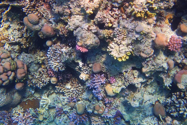 Arrecife Coral Egipto Con Naturaleza Color —  Fotos de Stock