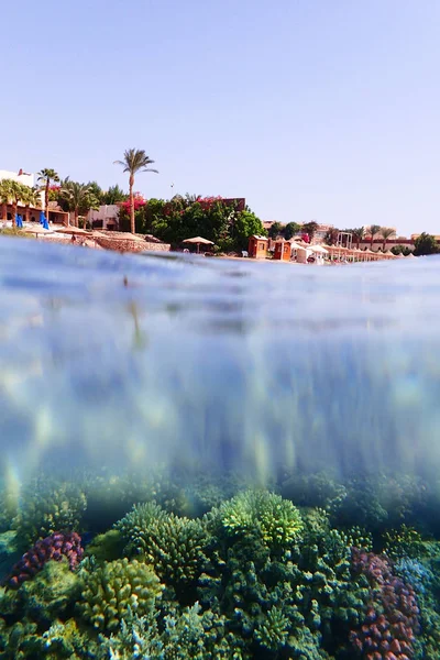 Coral Reef Egypt Color Nature — Stock Photo, Image