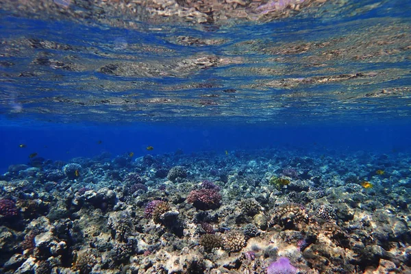 Korallenriff Ägypten Mit Farbiger Natur — Stockfoto