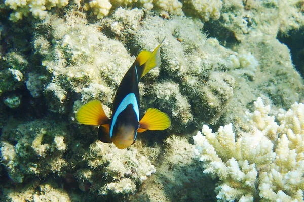 Clownfische Aus Ägypten Als Schöne Orangefarbene Fische — Stockfoto