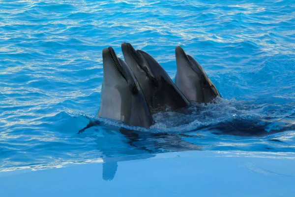 Drei Delfine Schwimmen Blauen Wasser — Stockfoto