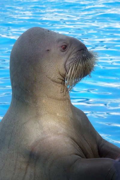 walrus female is very smart water animal