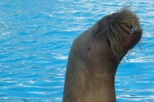 Mors Dişi Çok Akıllı Hayvandır — Stok fotoğraf