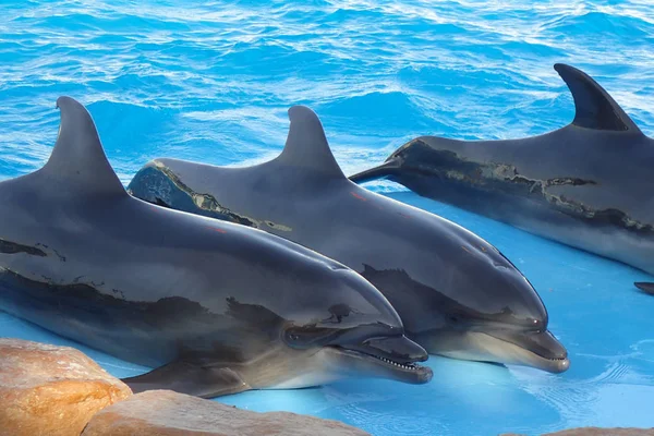 三只海豚在蓝色的水中休息 — 图库照片