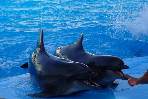 Dois Golfinhos Estão Descansando Água Azul — Fotografia de Stock