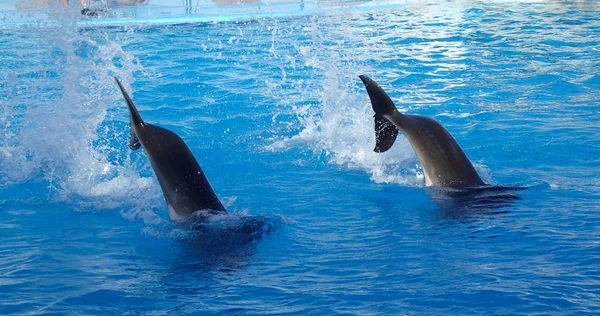 Dos Delfines Nadan Agua Azul —  Fotos de Stock
