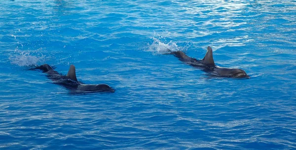 Dwa Delfiny Kąpiele Wodzie Niebieski — Zdjęcie stockowe