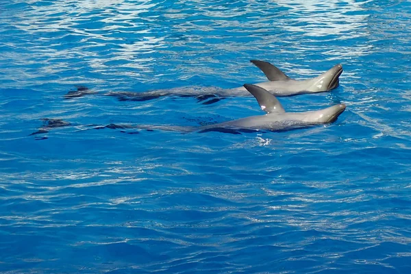 两只海豚在蓝色的水中游泳 — 图库照片