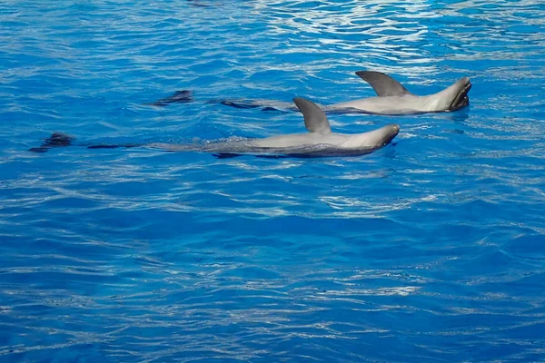 Two Dolphins Swimming Blue Water — Stock Photo, Image