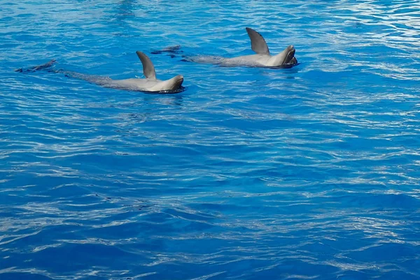 Dos Delfines Nadan Agua Azul —  Fotos de Stock