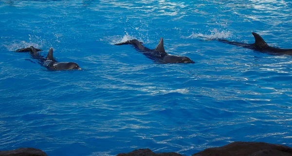 Tres Delfines Nadan Agua Azul —  Fotos de Stock