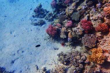 renk doğa ile Mısır'daki mercan     