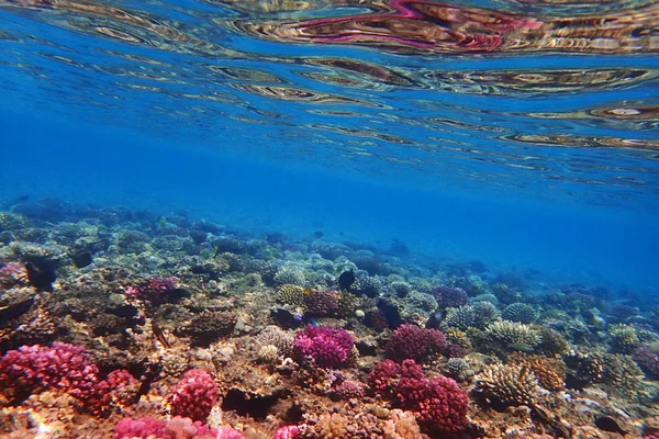 Korallrev Egypten Med Färg Natur — Stockfoto